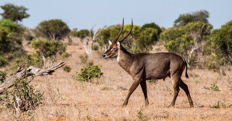 Kudu, Tsavo East National Park, Kenya