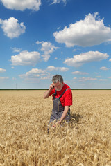 Naklejka na ściany i meble Farmer inspect wheat field