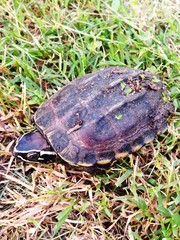 one turtle is slowly walking on grass.