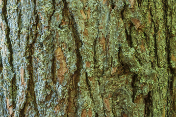 Bark of pine tree
