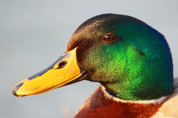 Mallard