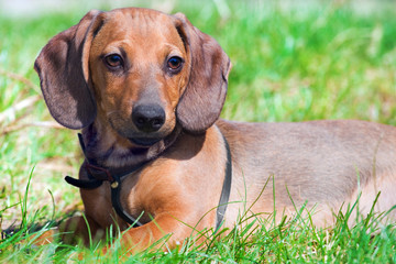Dachshund portrait