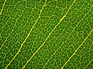 Leaf texture