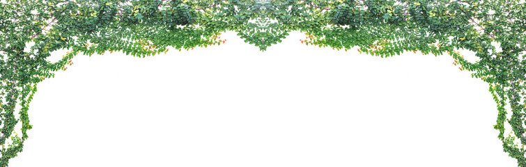 Green ivy isolated on white background