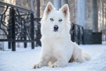 Yakutian laika