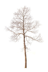 Obraz premium Tree branch without leaf isolated on white