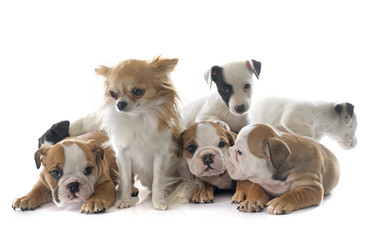 puppies english bulldog and jack russel terrier