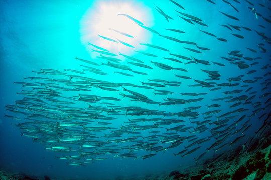 Barracuda School Of Fish Bait Ball