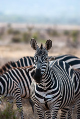 Fototapeta na wymiar Zebras in Tsavo East National Park