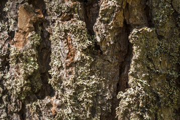Bark of pine tree
