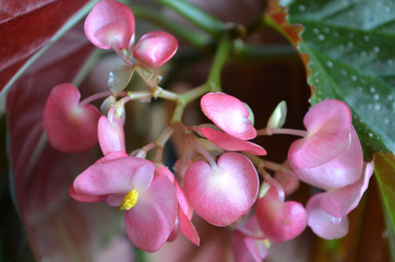delicate pink flowers of the royal begonia

