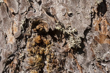 Bark of pine tree

