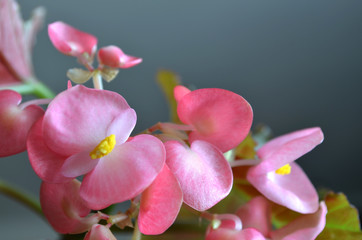 Fototapeta na wymiar delicate pink flowers of the royal begonia