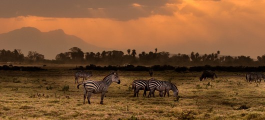 Fototapeta na wymiar sunset with zebra 