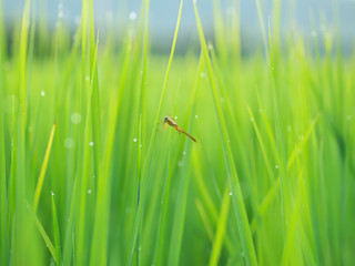 good evening with beautiful green rice field. 