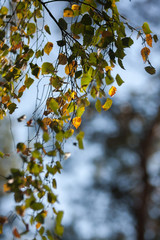 Birch autumn background./   Beautiful yellowing leaves of birch on a branch against the blue sky in the autumn.