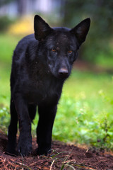 Doggie Hell./  Very fierce black dog with unimaginably terrible sight.