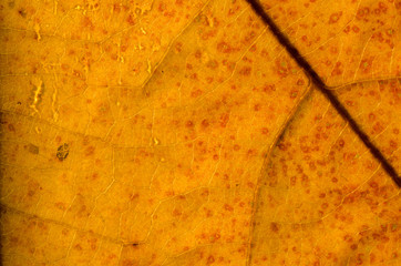 macro of golden fall leaf