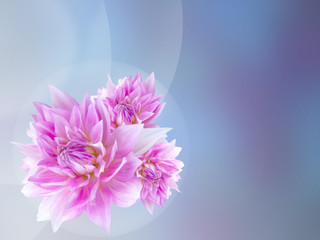 three pink dahlias in blue