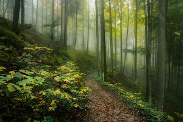 Obraz premium Ścieżka leśna