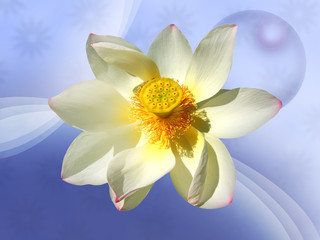 Beautiful  water lilie with a fantasy blue bacground © Pepa