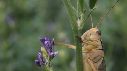 Grasshopper on stem close P HD 1611