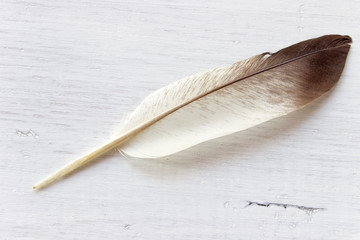 Feather  on white wooden background
