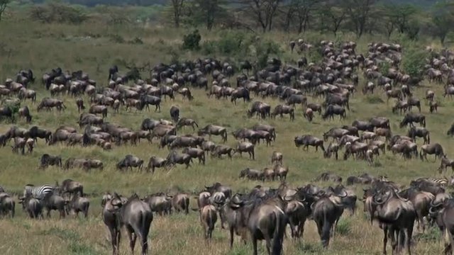 Wildebeest herd grazing during their annual Migration in the Serengeti National Park, Tanzania.