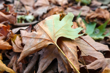 fallen leaves