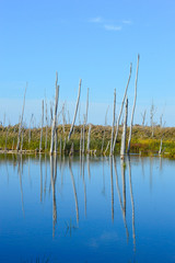 Naked trees in swamp