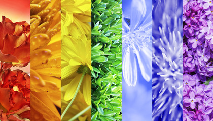 Flowers collage