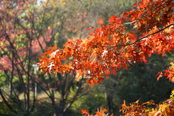 Das Leuchten der Blätter