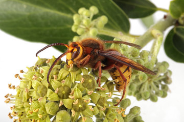 Close-up, macro photo of a Wasp feeding on an Ivy flower.
