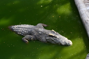 crocodile swimming