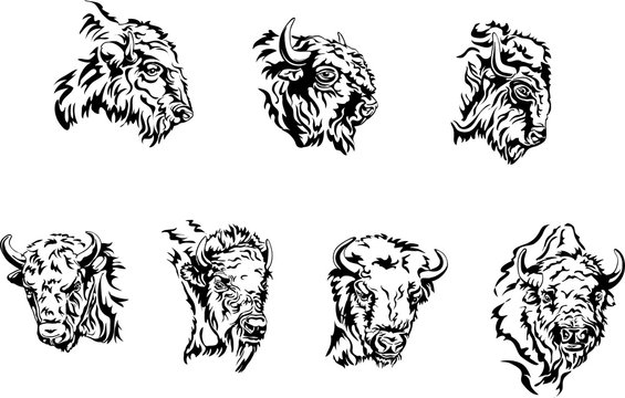 buffalo, illustration, portrait, various postures of the animal, buffalo head