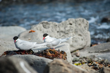 Arctic Tern flying in beach of Patreksfjordur, Iceland