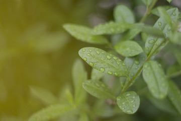 Morning dew Leaves Water drops