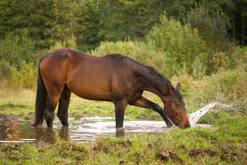 Young horse splashing in the water
