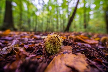 a selective focus shot of a chestnut in the forest of heidelberg