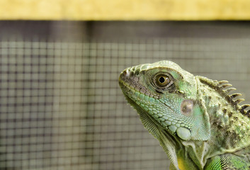 Close up lizard