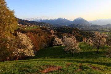 Fototapeta premium Blühende Landschaften