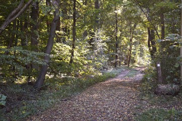 Obraz premium Waldweg an der Gieseler