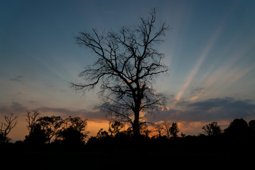 Silhouettes of Tree with sunset background