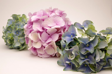 Fototapeta premium hortensien