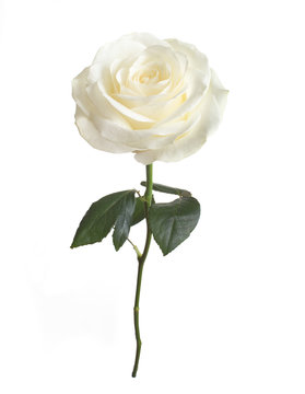 single white rose  isolated  background