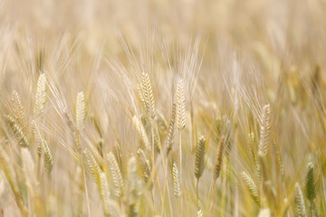Golden wheat field on sunshine