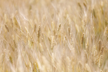 Golden wheat field on sunshine