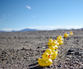 Enten in der Wüste, Death Valley, USA