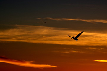 Fototapeta na wymiar Pelikan im Sonnenuntergang, Venice Beach, USA