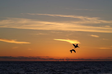 Fototapeta na wymiar Pelikane im Sonnenuntergang, Venice Beach, USA